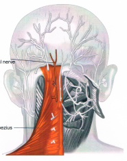 頭痛の神経図１